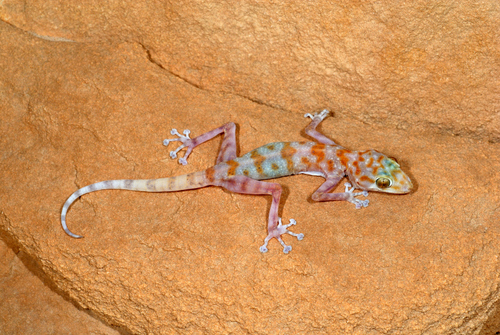 Yellow Fan-fingered Gecko