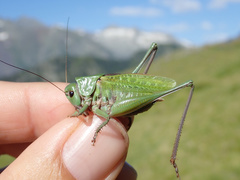 Decticus verrucivorus verrucivorus