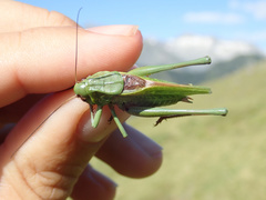 Decticus verrucivorus verrucivorus