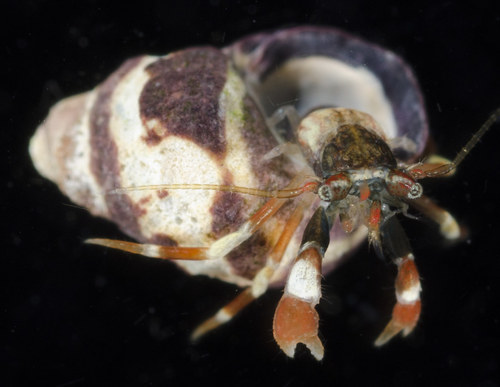 Pacific Hairy Hermit Crab, photo 4 of 10