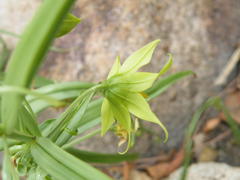 Gloriosa rigidifolia