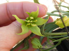 Gloriosa rigidifolia