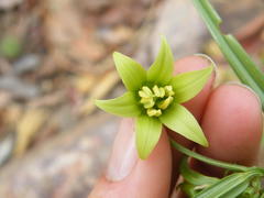Gloriosa rigidifolia