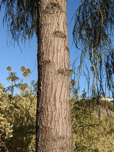 Image of Acacia stenophylla by (c) Eric Knight, some rights reserved (CC BY)