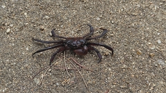 Glyptograpsus impressus