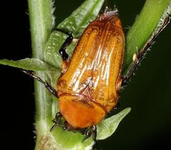 Leucocelis rubra