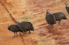 Numida meleagris reichenowi