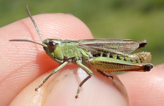 Pseudochorthippus parallelus parallelus