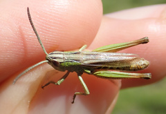 Pseudochorthippus parallelus parallelus