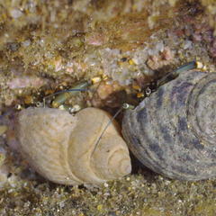 Clibanarius virescens