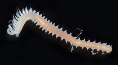 Representative image of Prionospio