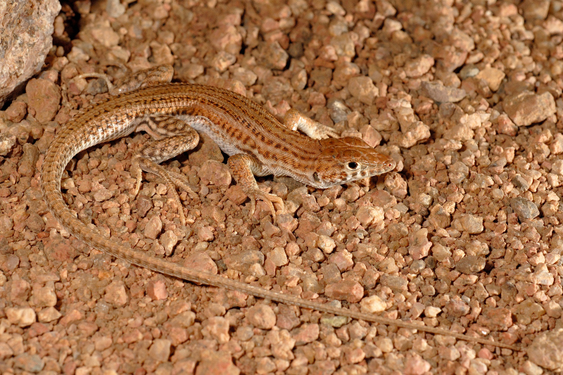 Bosc’s Fringe-toed lizard from Saint Katherine Monastery neighb ...