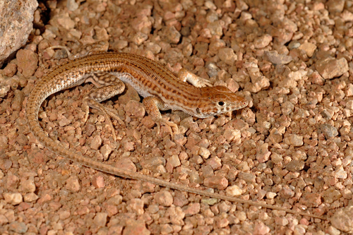 Bosc’s Fringe-toed Lizard - Photo (c) Roberto Sindaco, some rights reserved (CC BY-NC-SA), uploaded by Roberto Sindaco