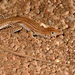 Bosc’s Fringe-toed Lizard - Photo (c) Roberto Sindaco, some rights reserved (CC BY-NC-SA), uploaded by Roberto Sindaco