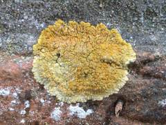 Variospora flavescens