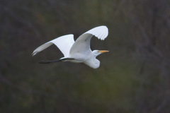 Ardea alba