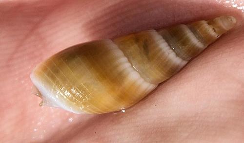 Bullia mozambicensis