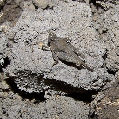 Paratettix mexicanus