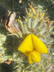 Aspalathus shawii shawii