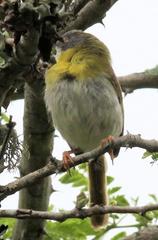 Apalis flavida neglecta