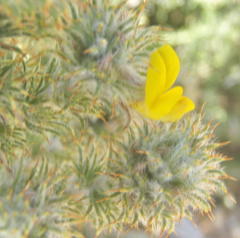 Aspalathus shawii shawii