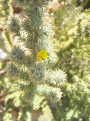 Aspalathus shawii shawii