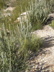 Aspalathus shawii shawii