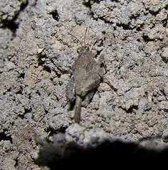 Paratettix mexicanus