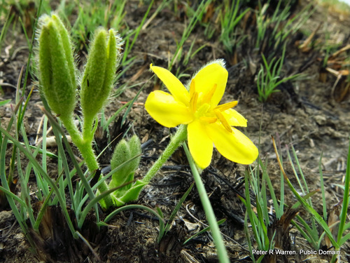 Hypoxis multiceps (Hypoxis multiceps)