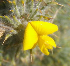 Aspalathus shawii shawii