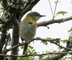 Apalis flavida neglecta