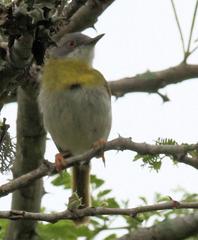 Apalis flavida neglecta