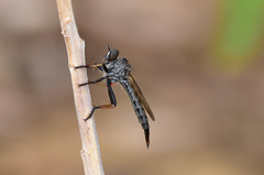 Cerdistus erythrurus