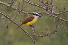 Pitangus sulphuratus