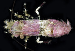 Spirontocaris prionota