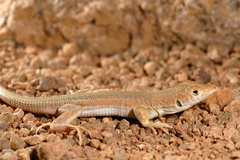 Acanthodactylus boskianus