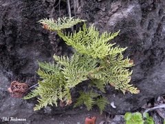 Cheilanthes glauca