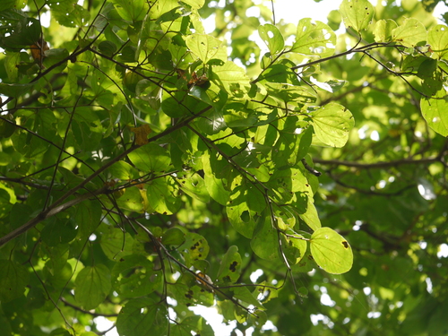 Jujab (Ziziphus xylopyrus)