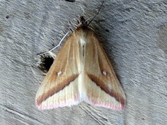 Rhodometra participata