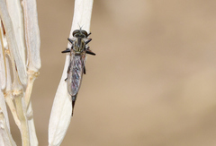 Cerdistus erythrurus