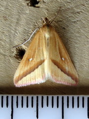 Rhodometra participata