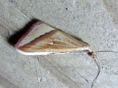 Rhodometra participata