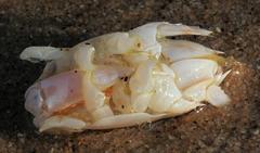 Emerita austroafricana