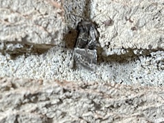 Meropleon diversicolor