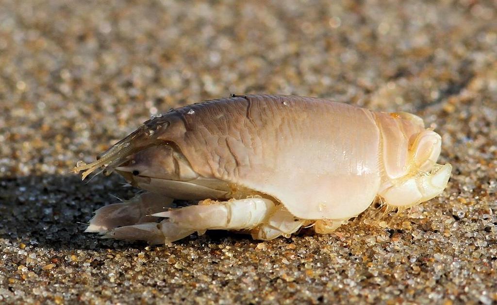South African Mole Crab