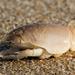 Mole Crab - Photo (c) Wynand Uys, some rights reserved (CC BY), uploaded by Wynand Uys