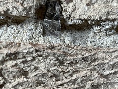 Meropleon diversicolor