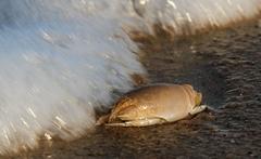 Emerita austroafricana