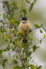 Sporophila morelleti