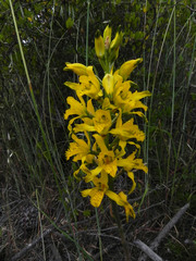 Chloraea gavilu